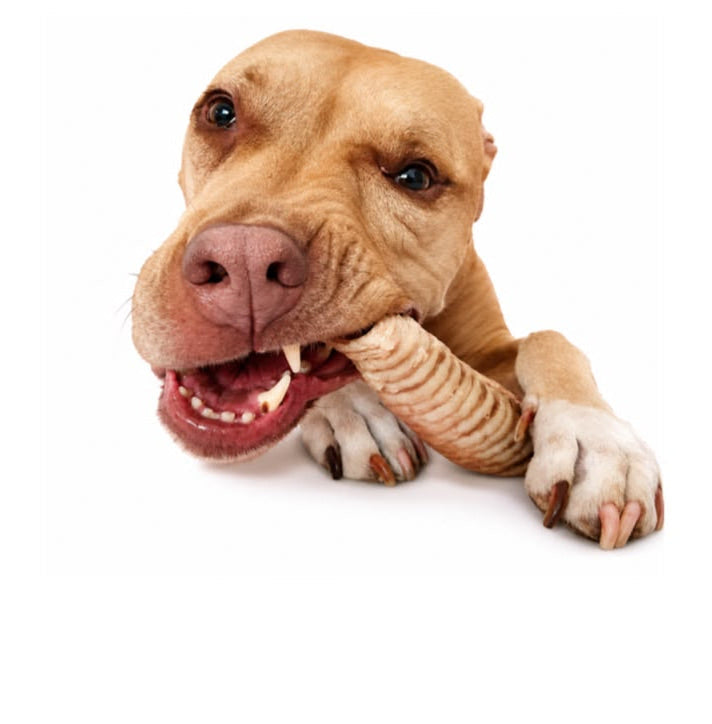 Beef Trachea 12 Cm