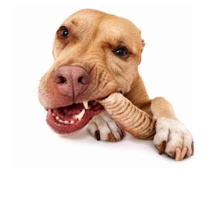Beef Trachea 12 Cm
